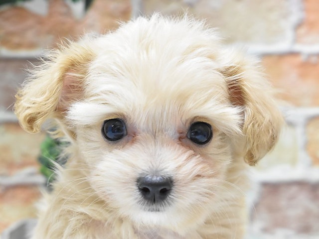 静岡県のハーフ犬・ミックス犬 (ペッツワン沼津店/2024年8月9日生まれ/男の子/アプリコット)の子犬